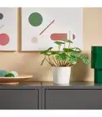 بوته گیاه پول چینی ایکیا مدل FEJKA - Image 4