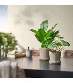 بوته گیاه پول چینی ایکیا مدل FEJKA - Image 3