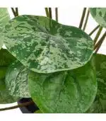 بوته گیاه پول چینی ایکیا مدل FEJKA - Image 2