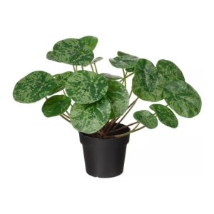 گیاه پول چینی ایکیا مدل fejka