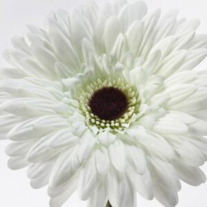 شاخه گل ژربرا ایکیا مدل SMYCKA سفید - تصویر 2