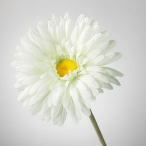شاخه گل ایکیا مدل SMYCKA رنگ سفید - تصویر 2