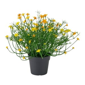 بوته گل ستاره ایی زرد ایکیا مدل FEJKA