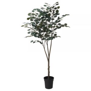 درختچه اوکالیپتوس ایکیا مدل FEJKA